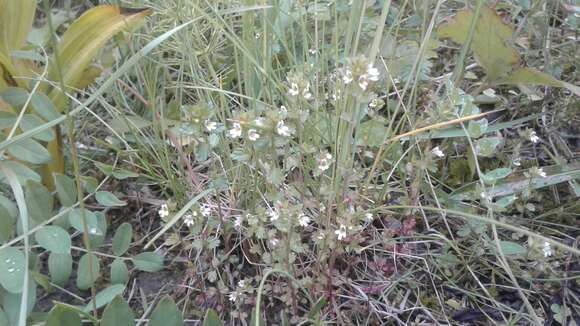 Imagem de Euphrasia wettsteinii G. L. Gusarova