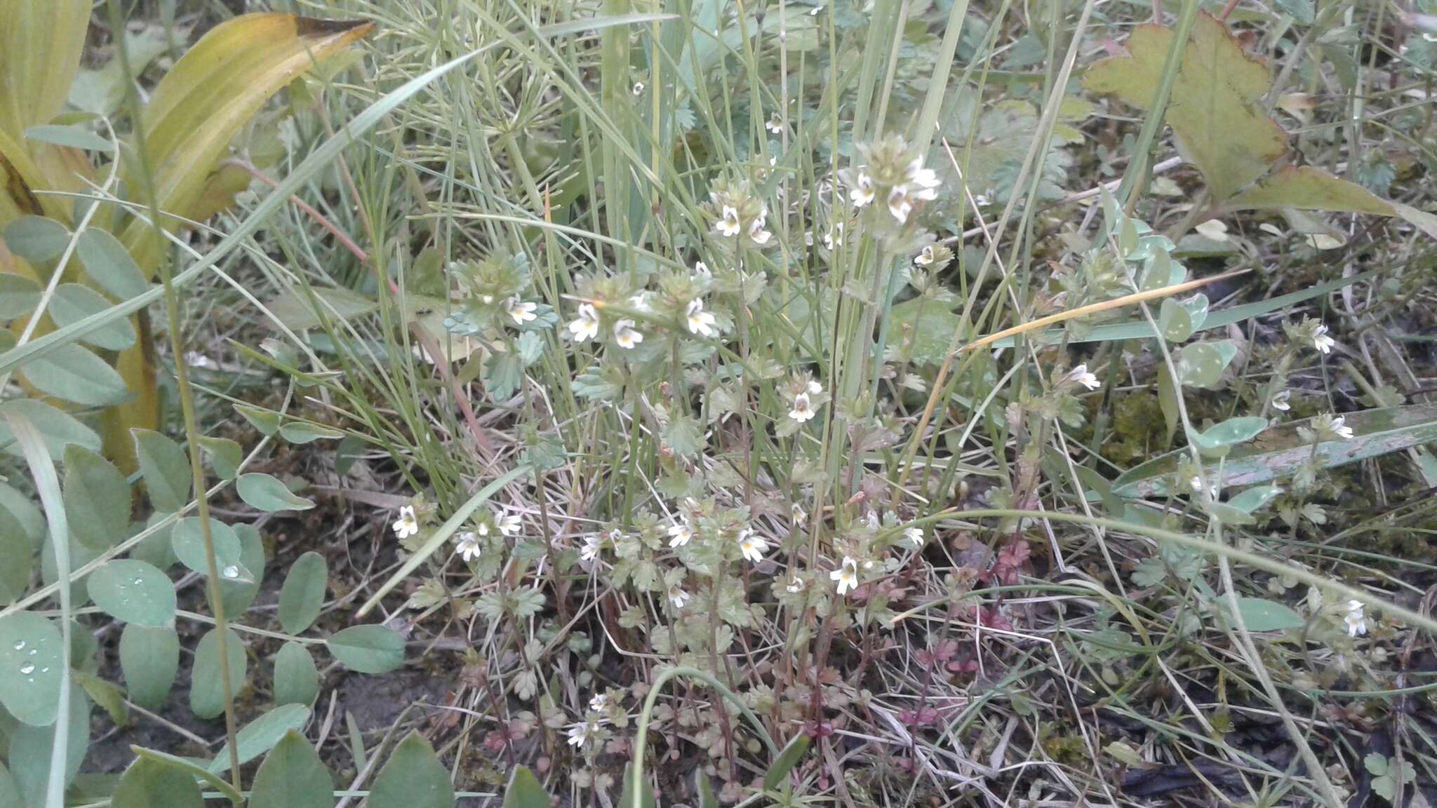 Imagem de Euphrasia wettsteinii G. L. Gusarova