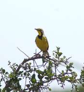 Image of Yellow-throated Longclaw