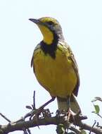 Image of Yellow-throated Longclaw