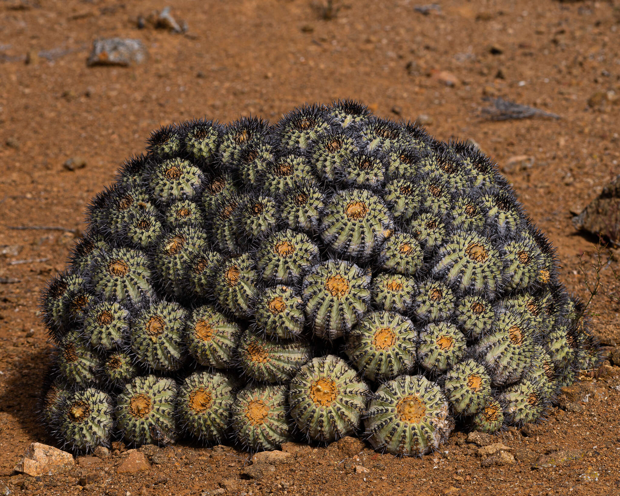 Image of Copiapoa longistaminea F. Ritter