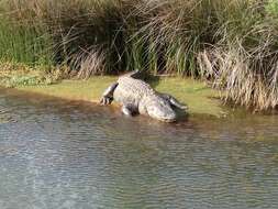 Image of alligators