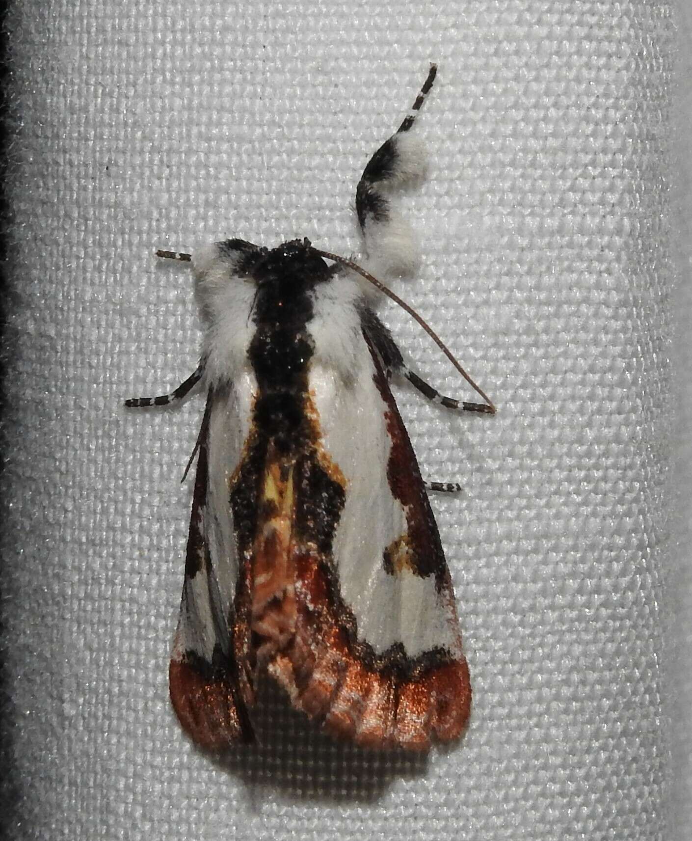 Imagem de Eudryas brevipennis Stretch 1874