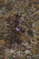 Image of Hemigenia pritzelii S. Moore