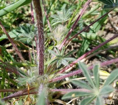 Image of broadleaf lupine