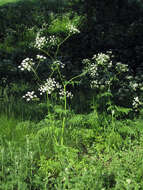 Imagem de Anthriscus sylvestris (L.) Hoffm.