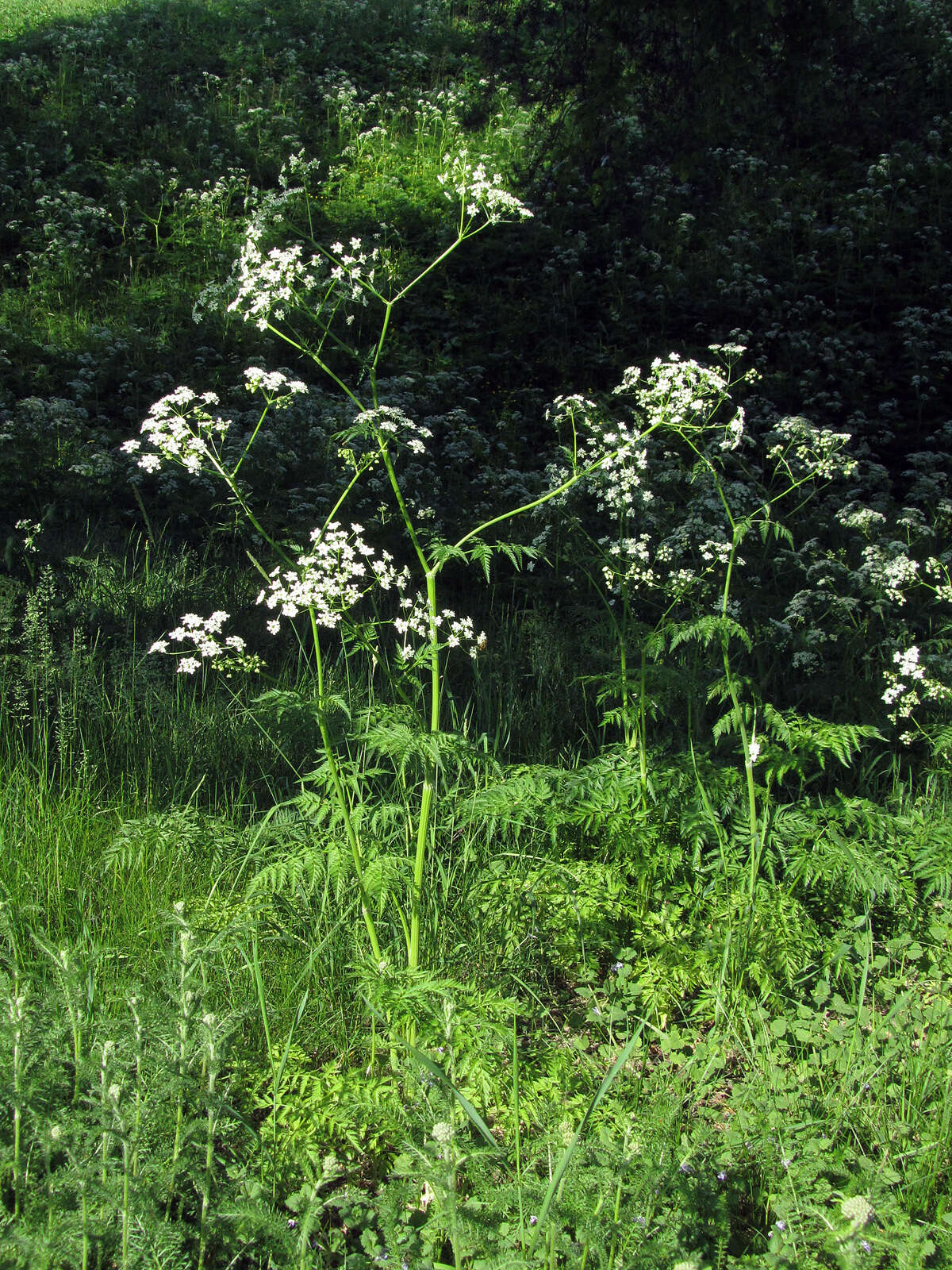 Imagem de Anthriscus sylvestris (L.) Hoffm.