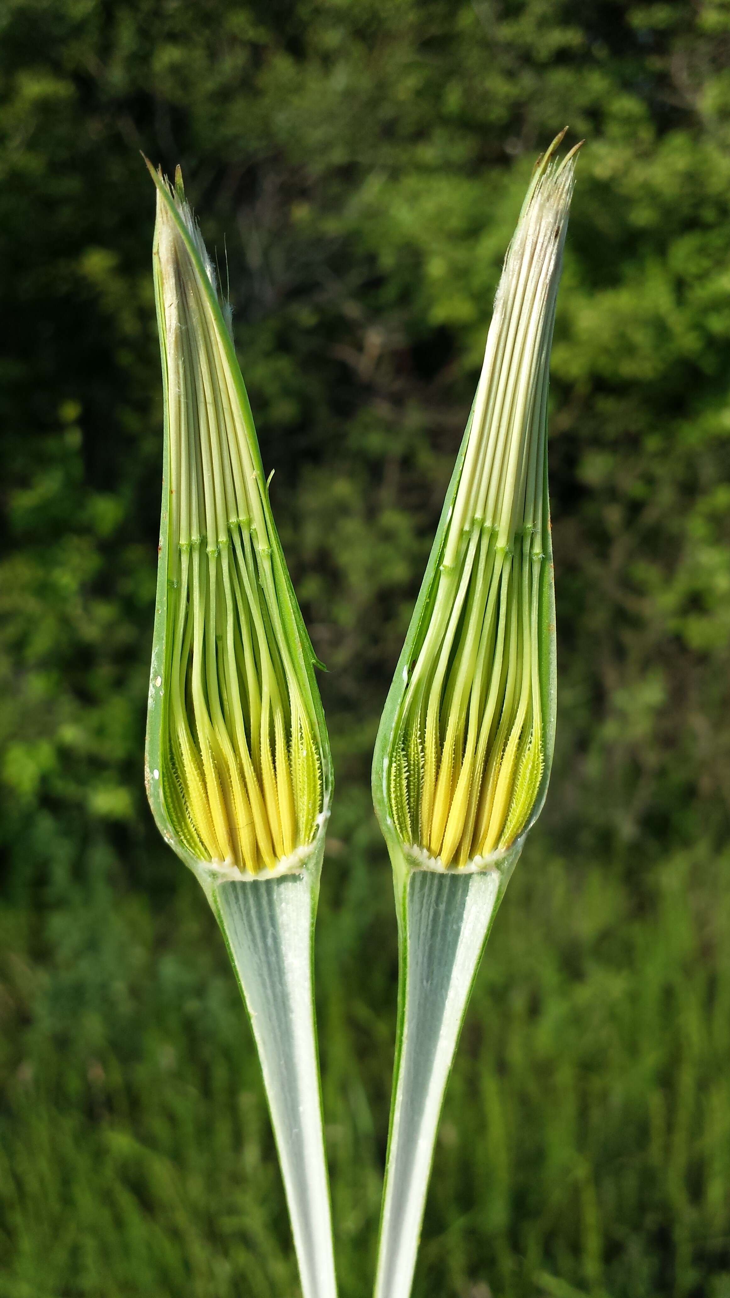 Image of yellow salsify