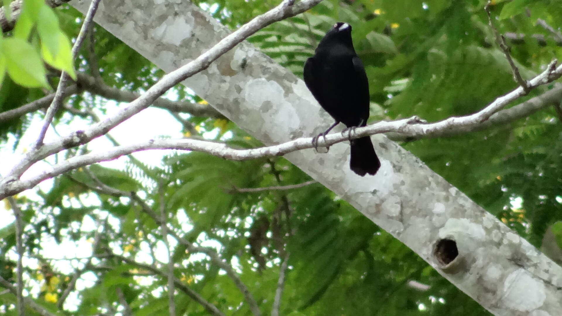 Image of Bronzed Cowbird