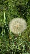 Image of yellow salsify