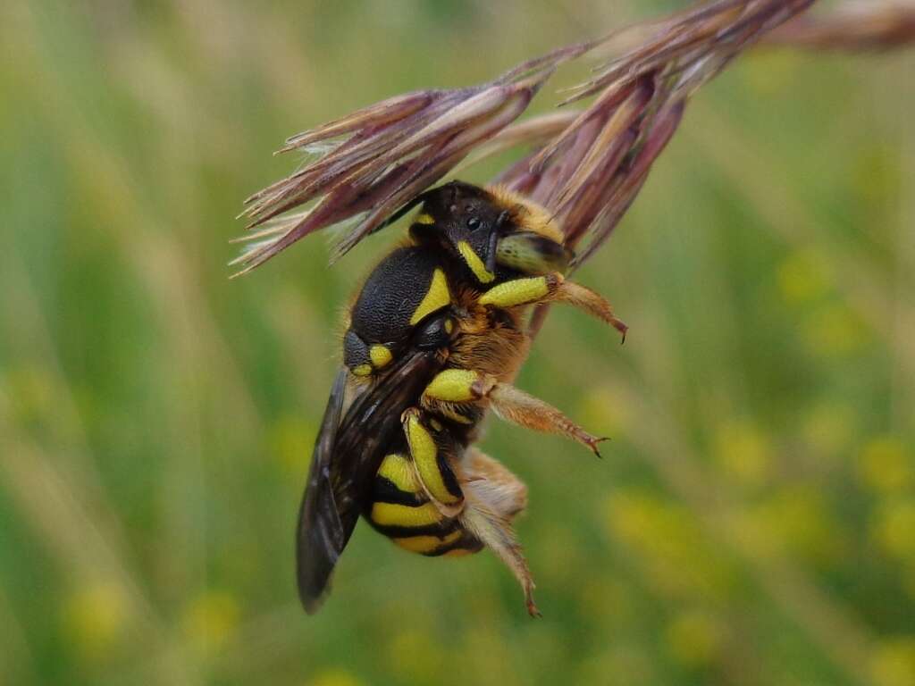 Image de Anthidium florentinum (Fabricius 1775)