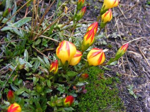 Imagem de Gentianella hirculus (Griseb.) Fabris