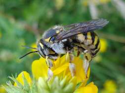 Image de Anthidium florentinum (Fabricius 1775)