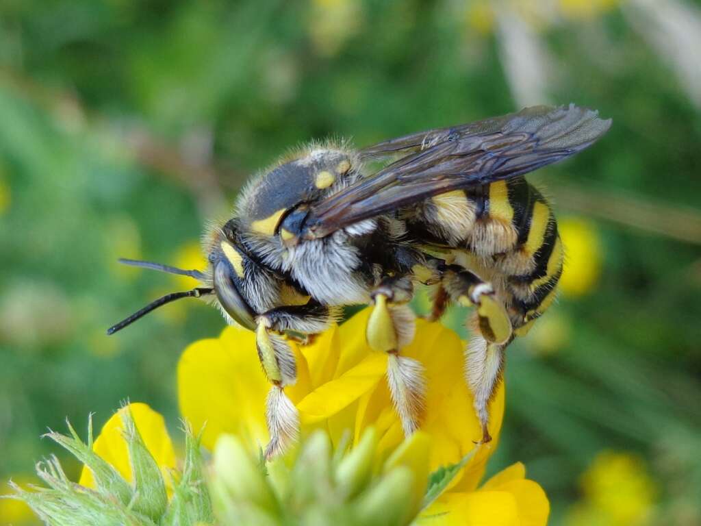 Image de Anthidium florentinum (Fabricius 1775)