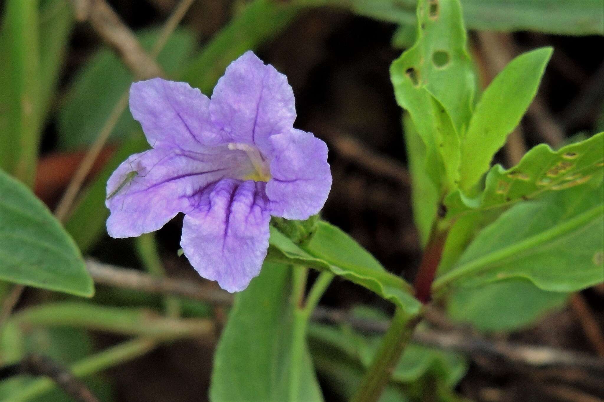 Plancia ëd Ruellia erythropus (Nees) Lindau