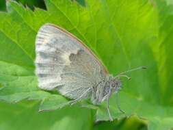 Image of Common Ringlet