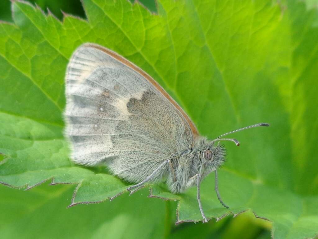 Image of Common Ringlet