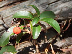 Image of Texas madrone