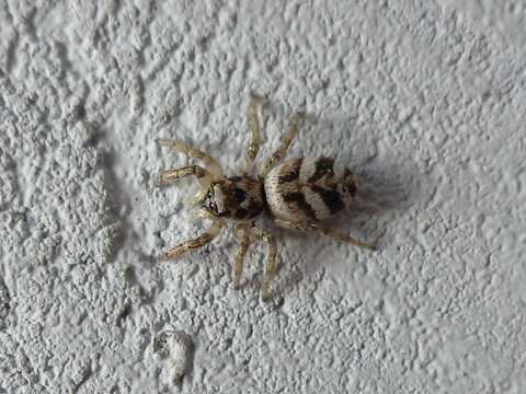 Image of Zebra spider