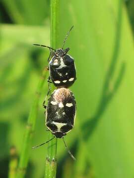 Image of <i>Eurydema oleracea</i>