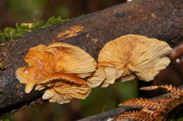 Image of Crepidotus nephrodes (Berk. & M. A. Curtis) Sacc. 1887