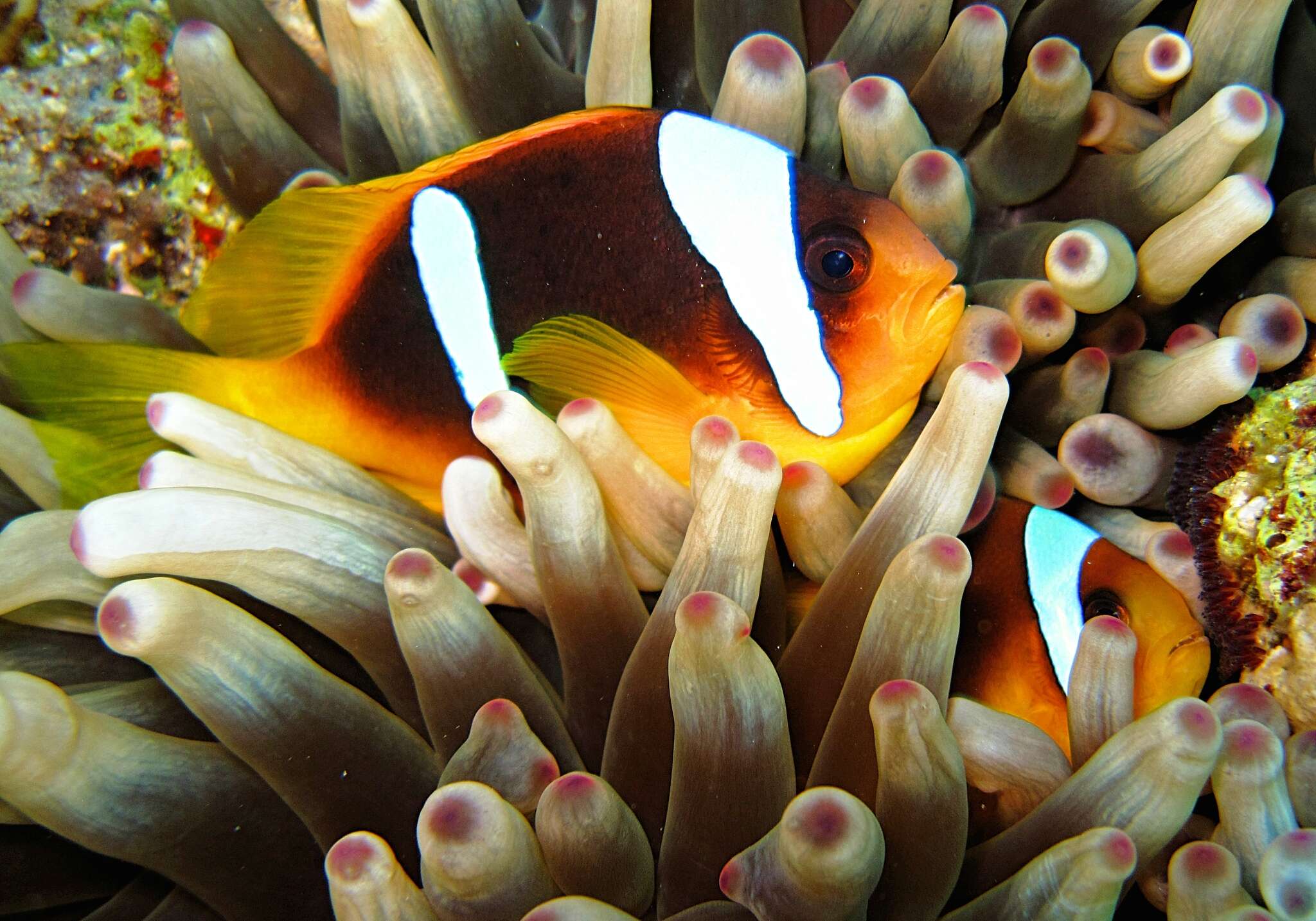 Image of Clownfish