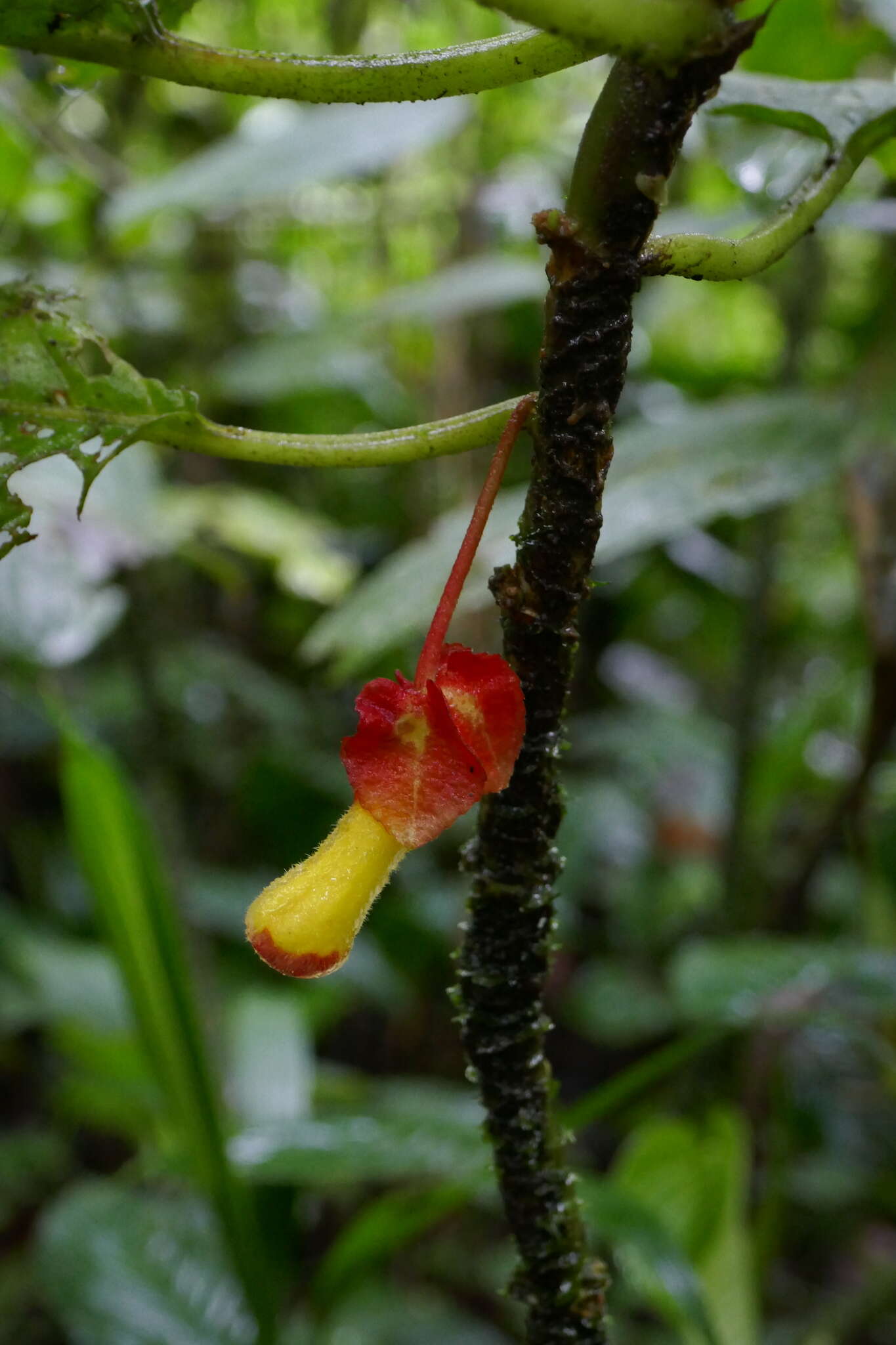 Image of Glossoloma tetragonoides (Mansf.) J. L. Clark