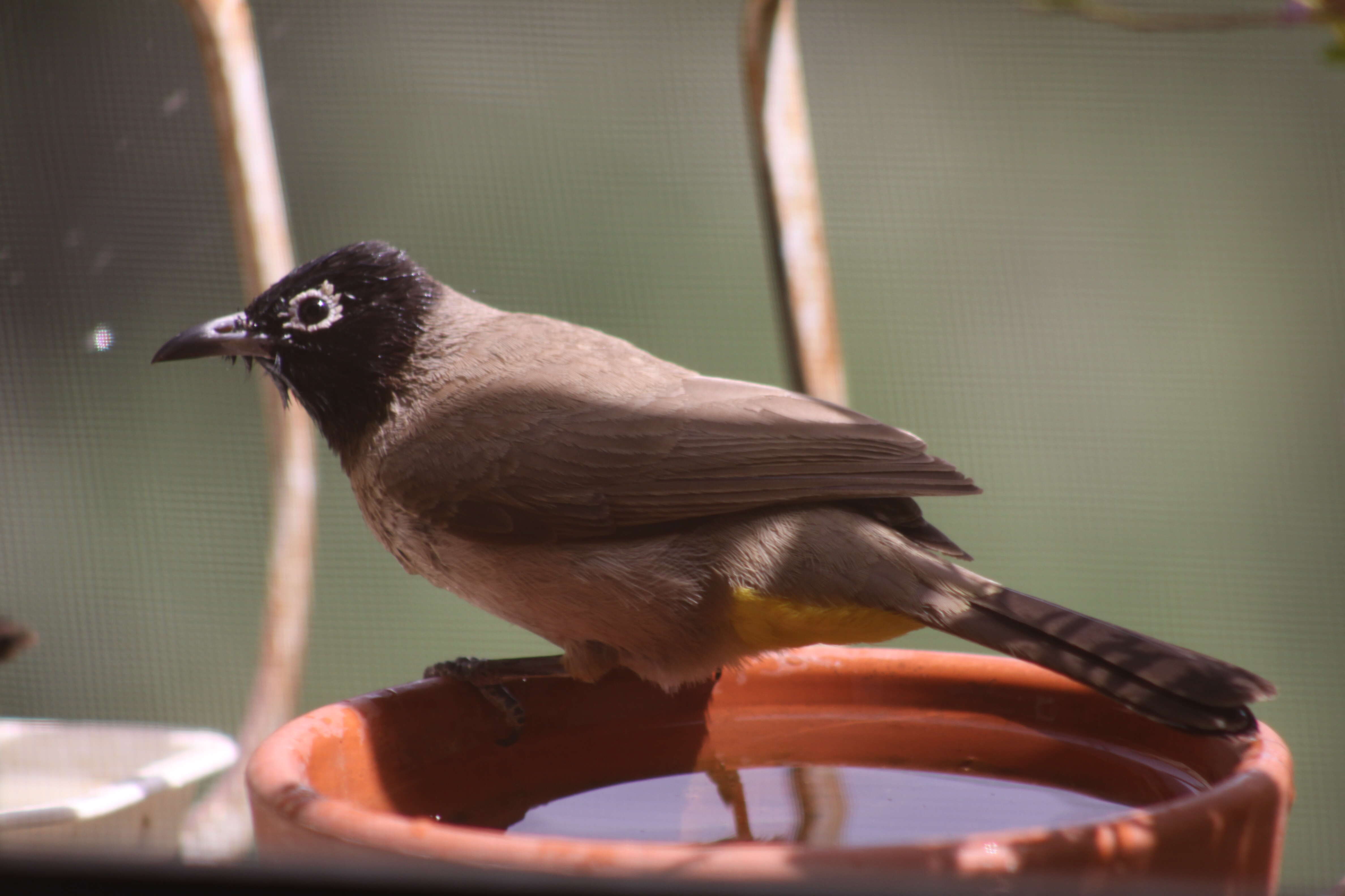 Image of White-eyed Bulbul