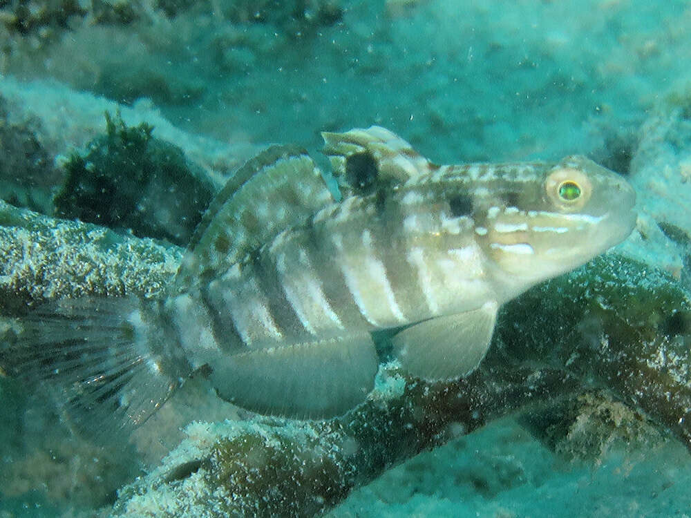 صورة Amblygobius phalaena (Valenciennes 1837)