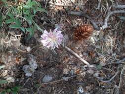 Plancia ëd Trifolium attenuatum Greene