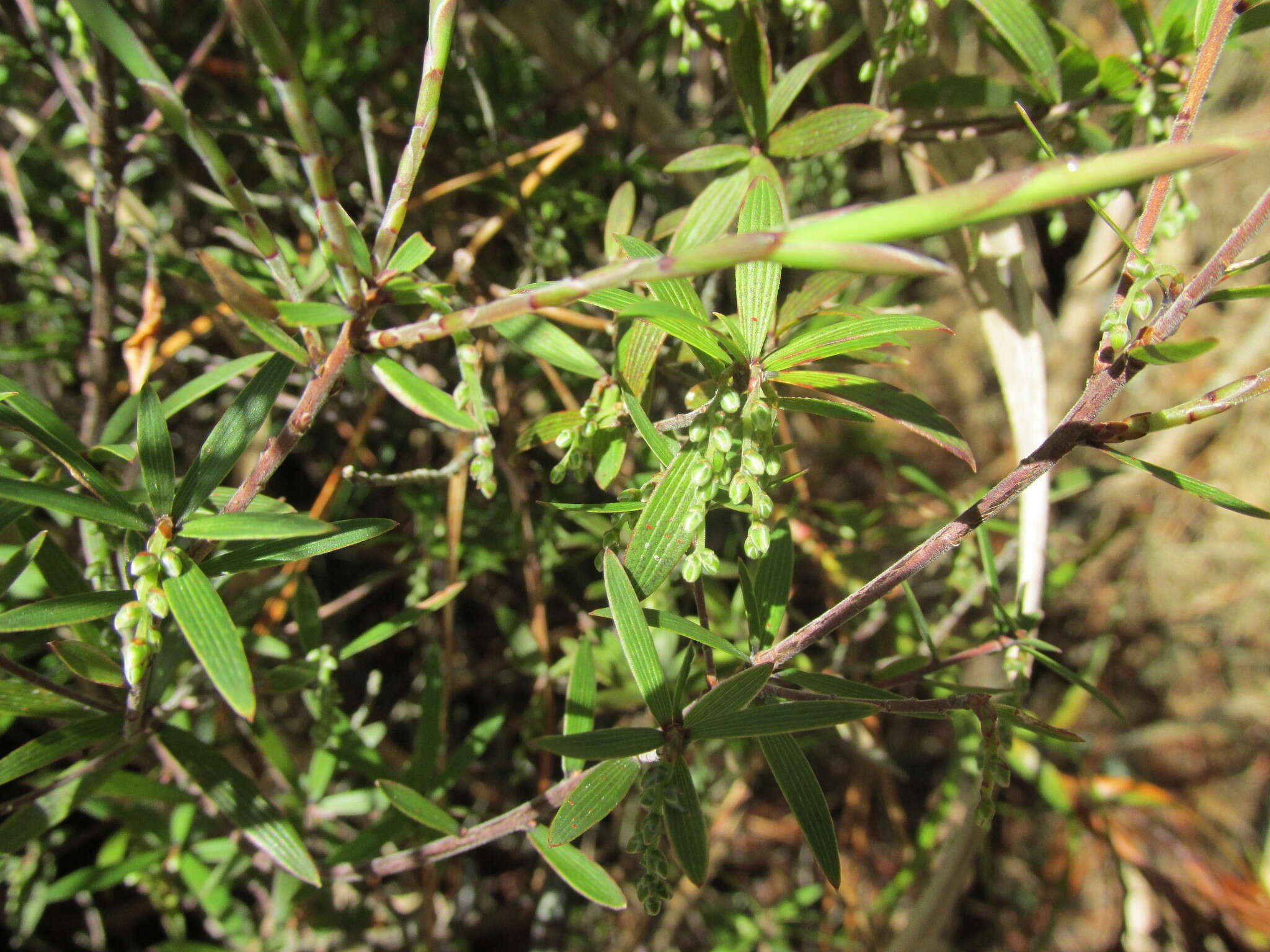 صورة <i>Leucopogon fasciculatus</i>