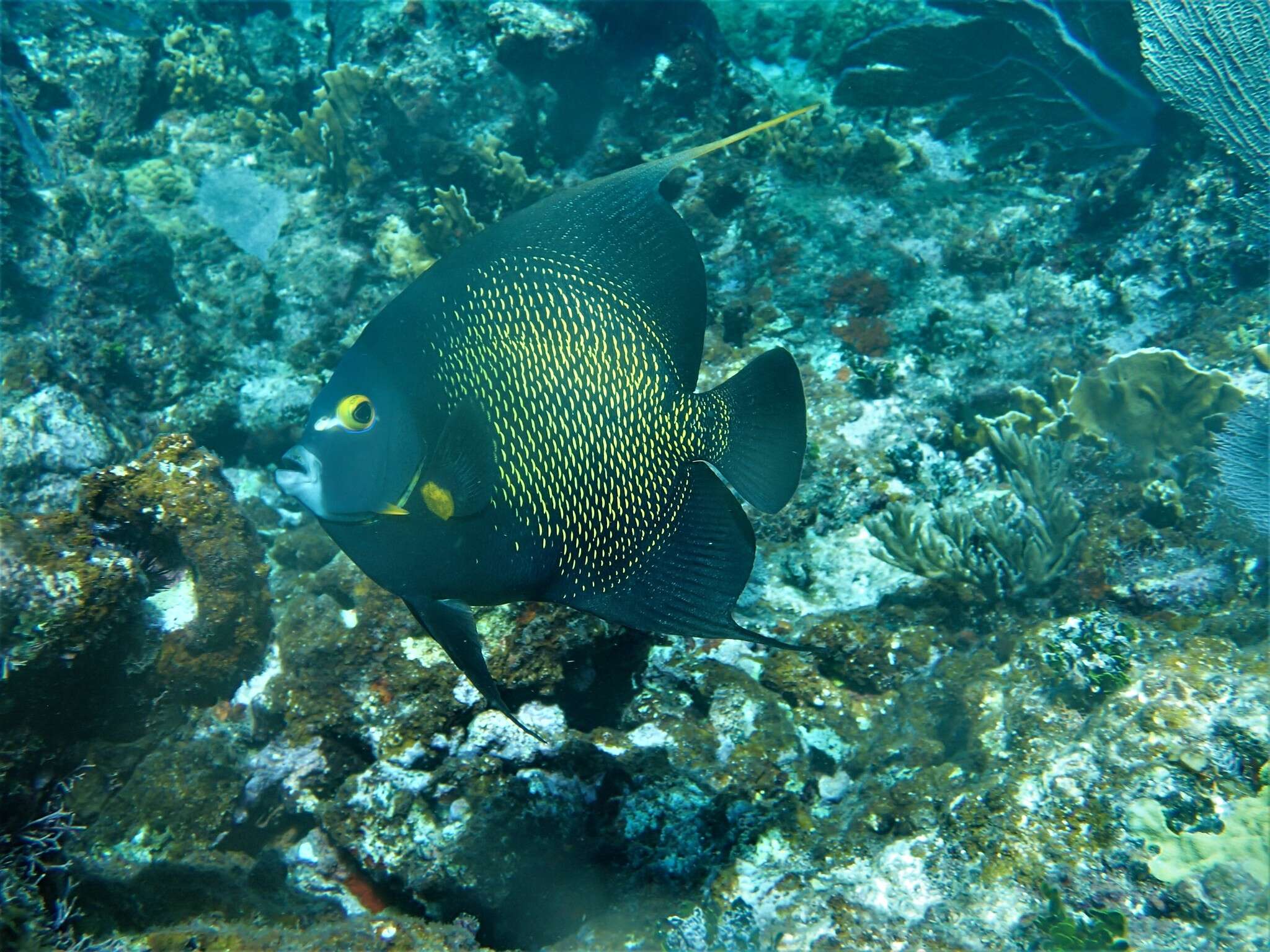 Image of Angelfish