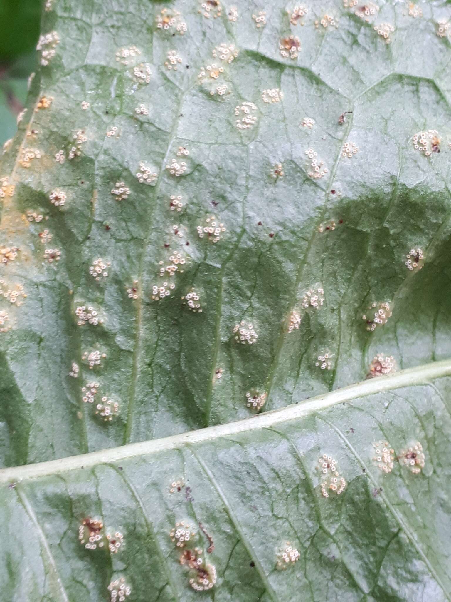 Image of Puccinia dioicae Magnus 1877