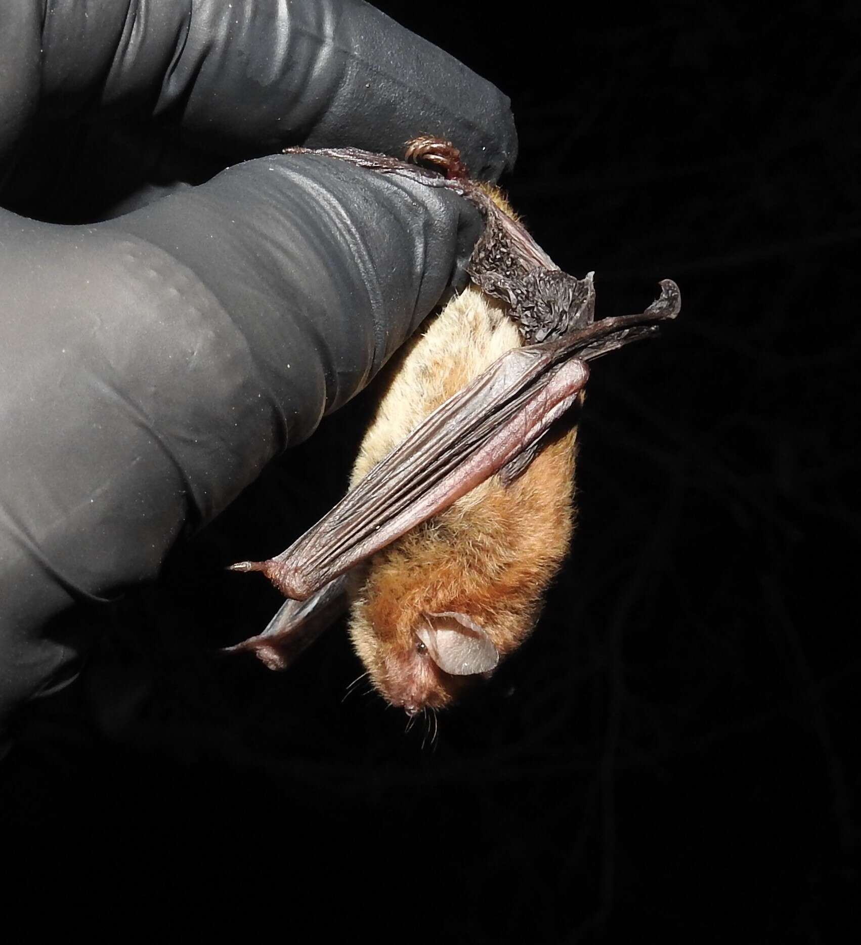 Image of Southeastern Myotis