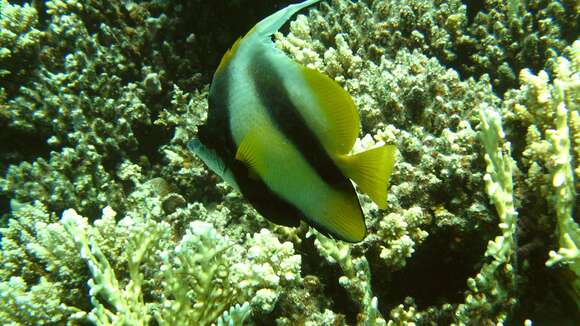 Image of Red Sea Bannerfish