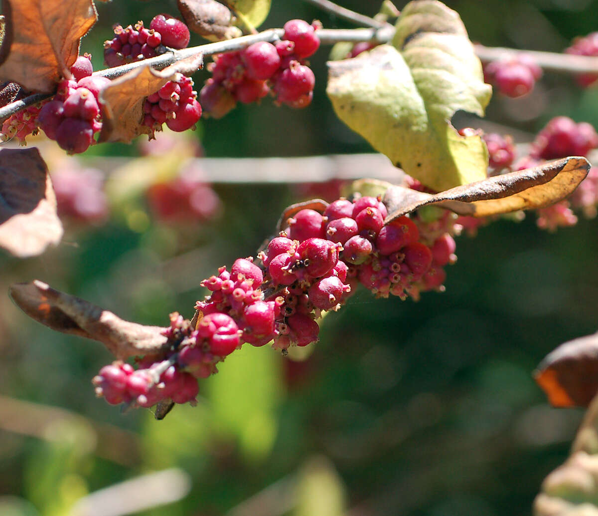 Sivun Symphoricarpos orbiculatus Moench kuva