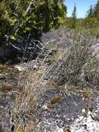 Image de Schizachyrium scoparium (Michx.) Nash