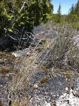 Imagem de Schizachyrium scoparium (Michx.) Nash