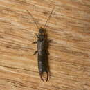 Image of Earwig