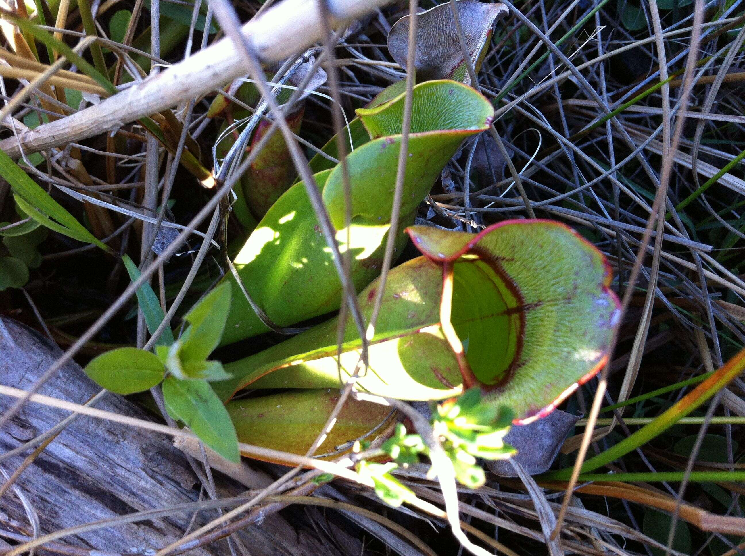 Image of purple pitcherplant