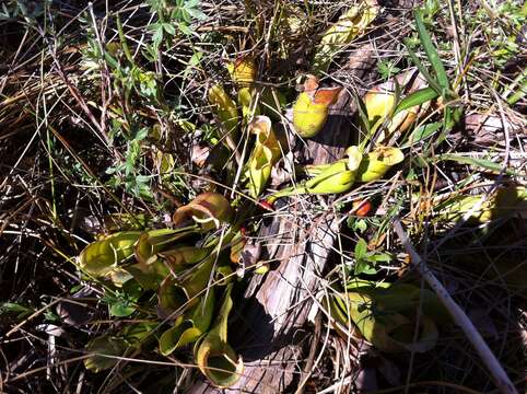 Image of purple pitcherplant