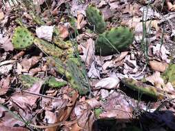 Image of Eastern Prickly Pear