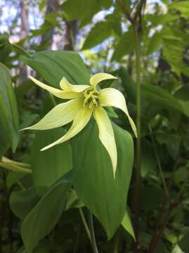 Image of largeflower bellwort