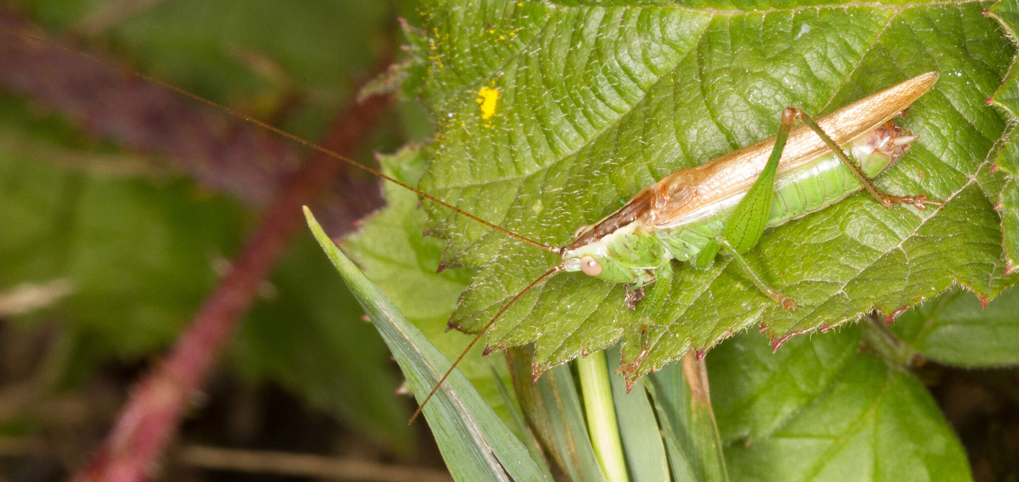 Image de Conocephalus (Anisoptera) fuscus (Fabricius 1793)