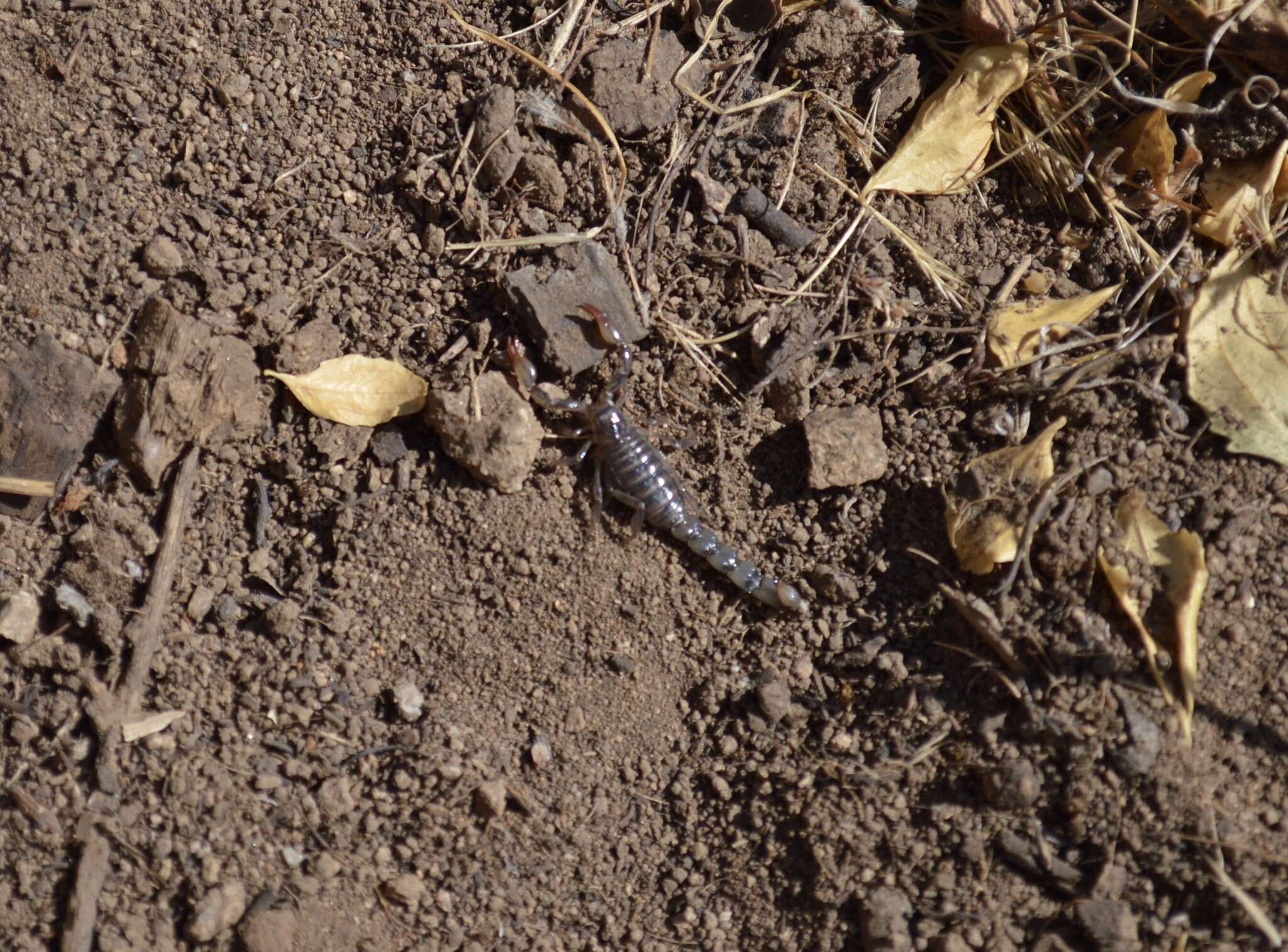 Image of Bothriurus keyserlingi Pocock 1893