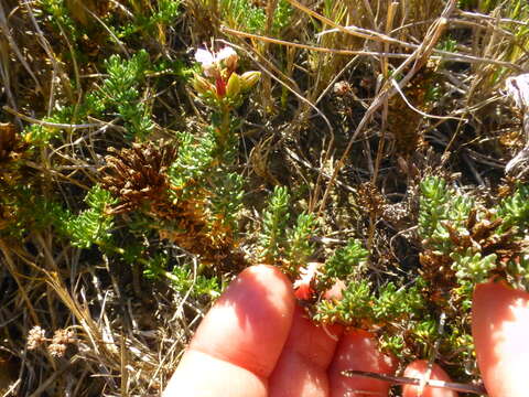 Image of Frankenia repens (Bergius) Fourc.