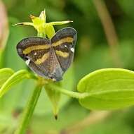 Image of Ricania obliqua (Walker 1851)