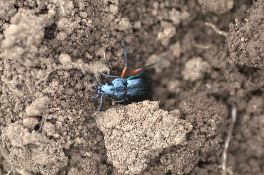 Слика од Carabomorphus