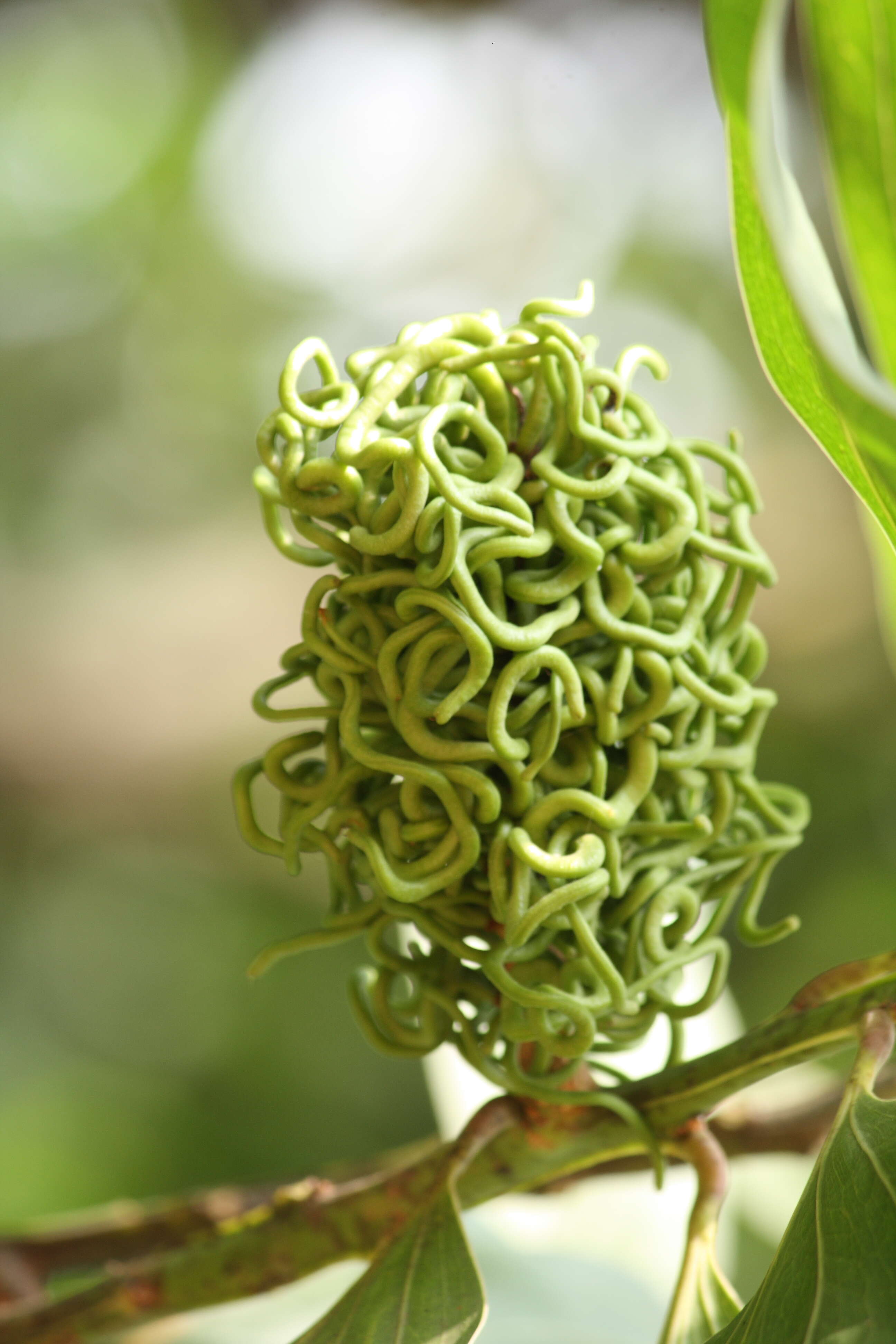 Image of Black wattle