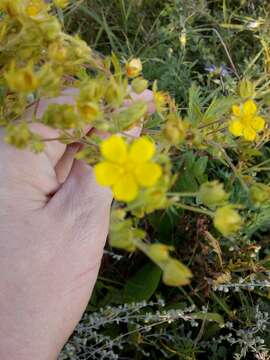 Image de Potentilla tanacetifolia